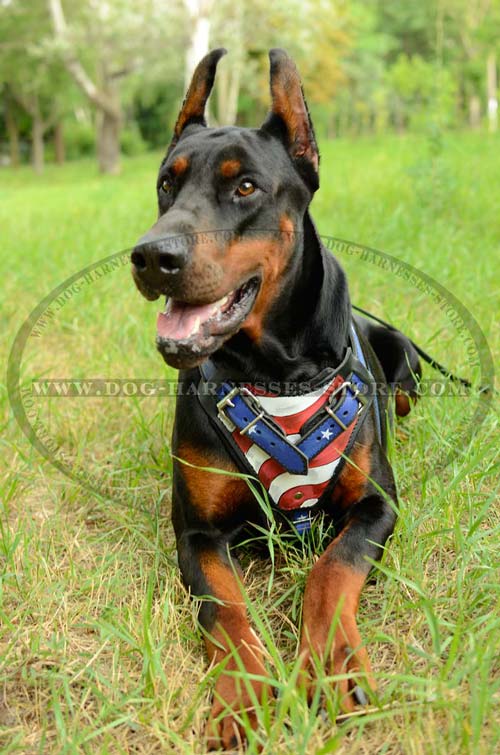 Unique Leather Dog Harness Decorated With American  Symbolics