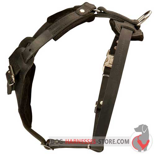 Leather Doberman Harness Padded With Thick  Felt