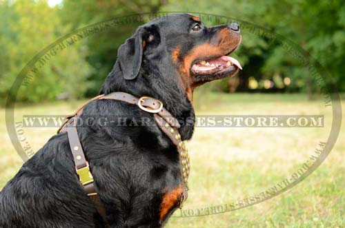 Studded Leather Dog Harness For Moving Freely