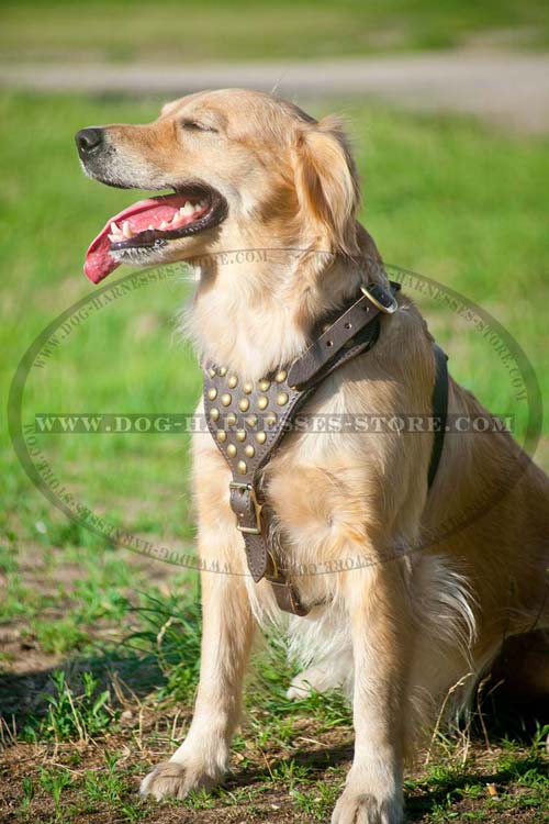 Special Design Leather Dog Harness With Brass Studs