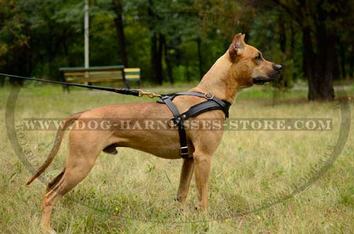 Pulling Dog Harness With Durable Brass Hardware