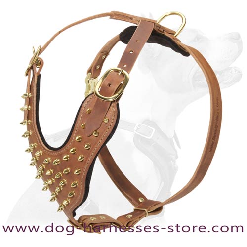 Stylish Leather Dog Harness Decorated With Brass  Spikes