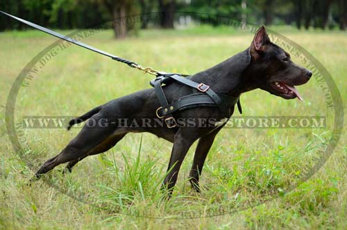 Comfortable Pulling And Tracking Leather Dog Harness