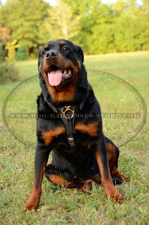 Exclusive Leather Dog Harness With Brass Fittings