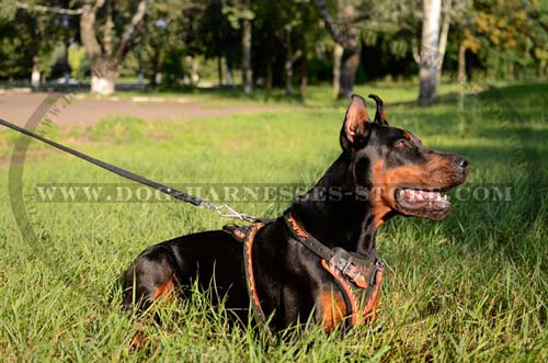 Comfortable Painted Leather Doberman Harness