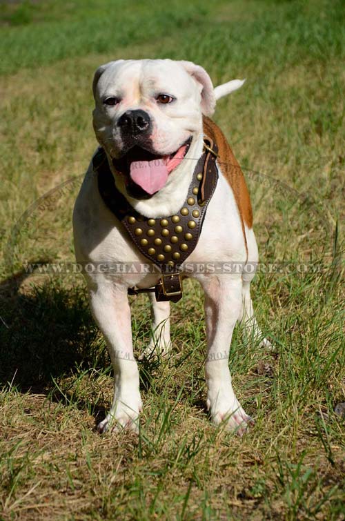 Exclusive Comfortable Leather Dog Harness With Brass  Studs