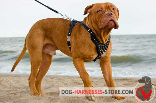 Leather Dogue de Bordeaux Harness with Spikes