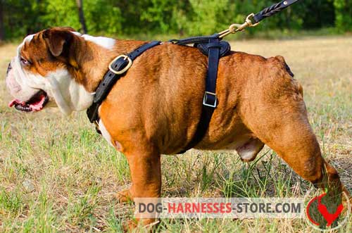 Extra strong leather dog harness for English Bulldog