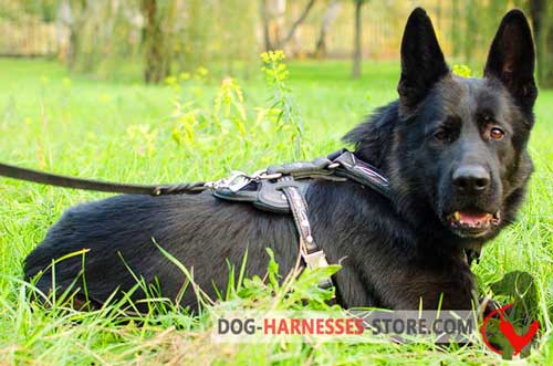 German Shepherd Harness Painted with Barbed Wire