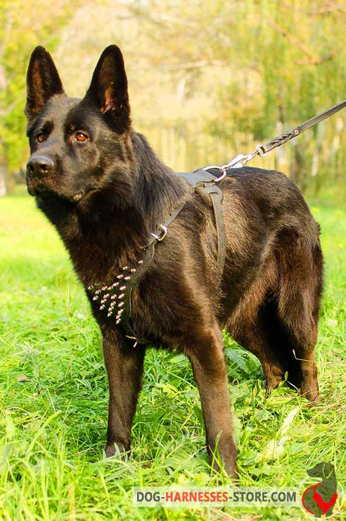 Leather German Shepherd Harness with Spikes for Walking 