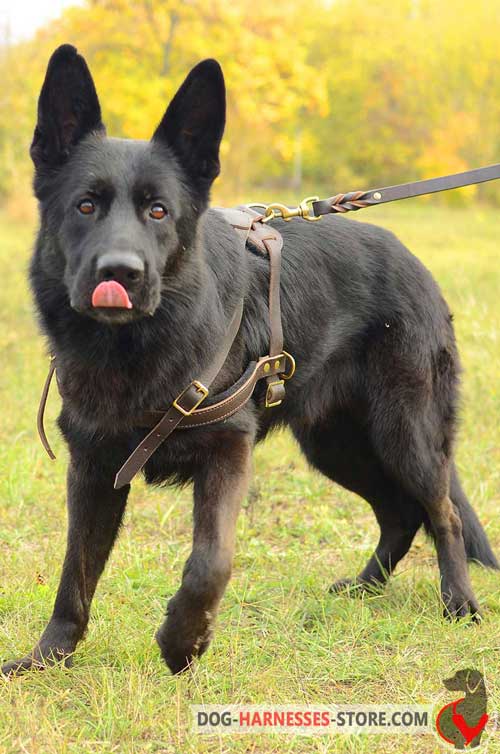 Leather harness for German Shepherd tracking