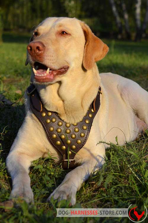 Obedience Training Leather Labrador Retriever Harness