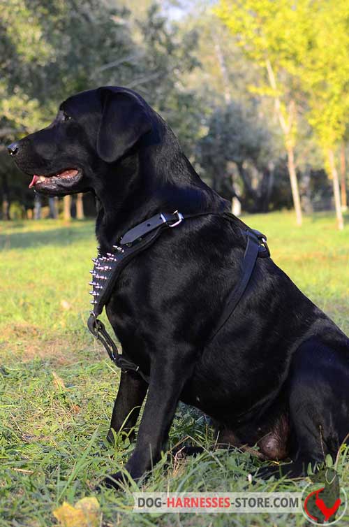 Leather Labrador Retriever Harness with Strong Flexible Straps