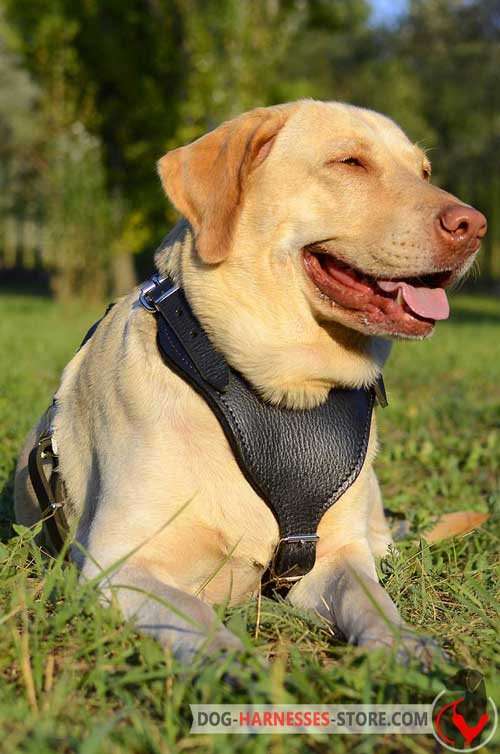 Leather Labrador Retriever dog harness with felt padded chest plate for better protection