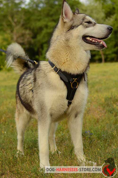 Leather Malamute Harness with Soft Felt Padded Chest Plate