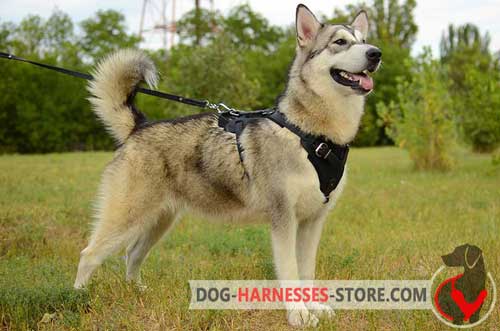 Malamute Harness Made of Leather with Soft Chest Plate