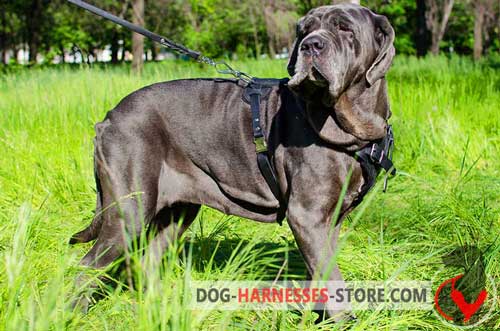 Leather Mastiff Neapolitan Harness Multifunctional with Chest Plate