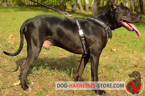 Everyday Leather Pitbull Harness Painted with Barbed Wire