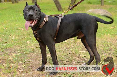 Leather Pitbull harness for tracking and walking