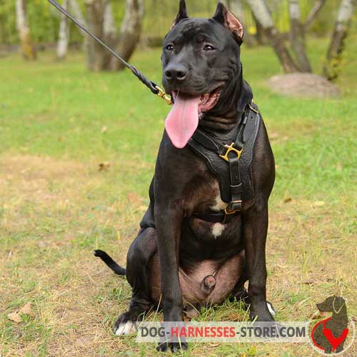 Leather Pitbull harness with wide padded chest plate