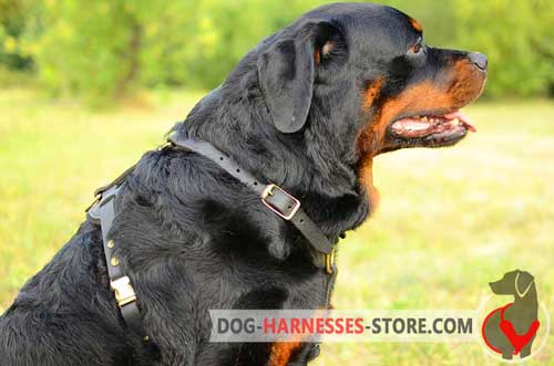 Leather Rottweiler Harness Equipped with Reliable Easy Quick Release Buckle