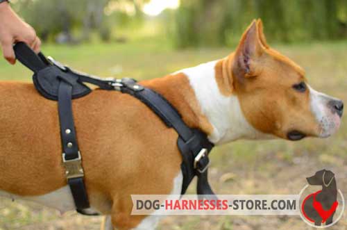 Leather Staffordshire Bull Terrier Harness with Chest Plate