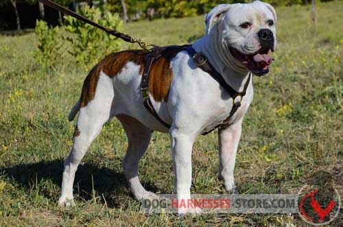 Lightweight Harness for American Bulldog Walking and Tracking