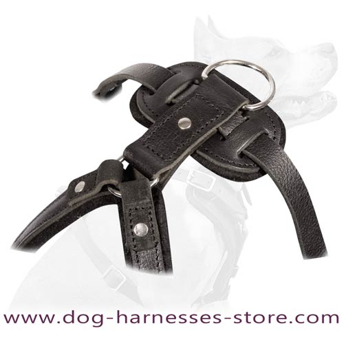 Absolutely safe leather agitation harness