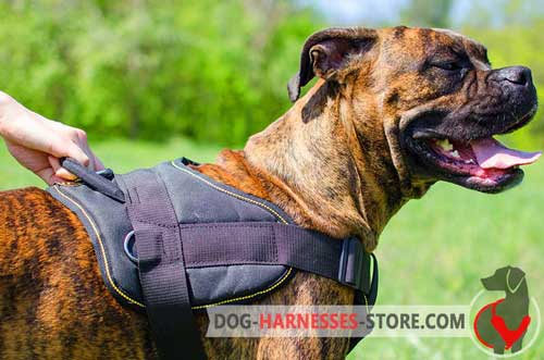 Boxer dog harness intended for different  purposes