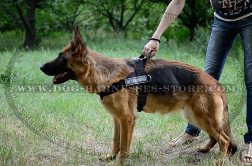 Professional Pulling And Tracking Nylon Dog Harness With  Handle