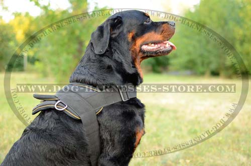 Strong Nylon Dog Harness For Tracking