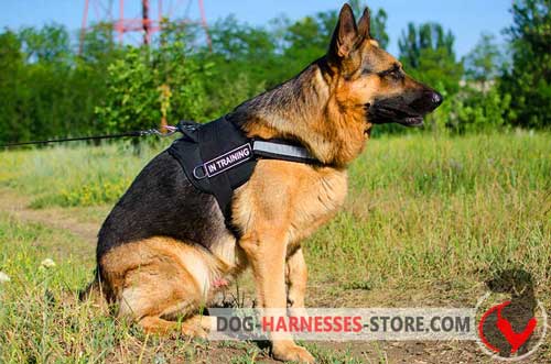 Comfortable German Shepherd harness for effective training