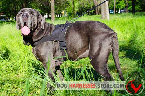 Nylon Mastiff Neapolitan Harness without Chest Plate