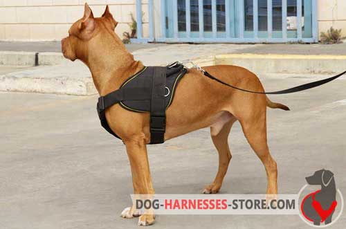 Superb design leather harness for Pitbull