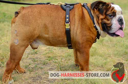 Dependable leather dog harness for English Bulldog