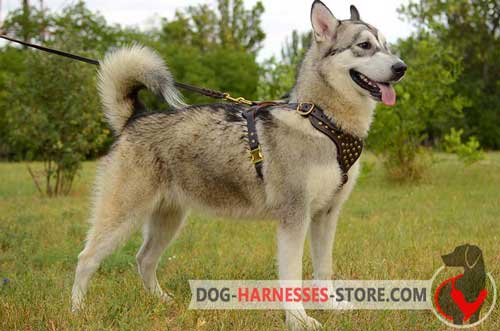 Alaskan Malamute leather harness practicable in use