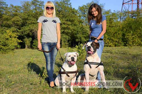 Leather American Bulldog Harness Comfortable for Pulling