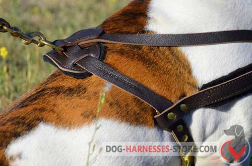 Pulling leather dog harness with brass fittings