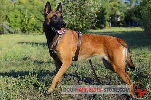 Non-Rubbing Leather Belgian Malinois Harness for Off-leash Training