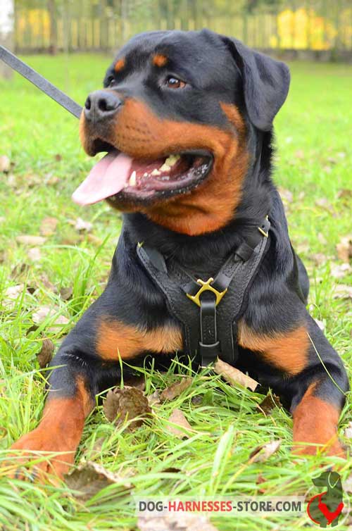 Leather Rottweiler Harness for Everyday Usage