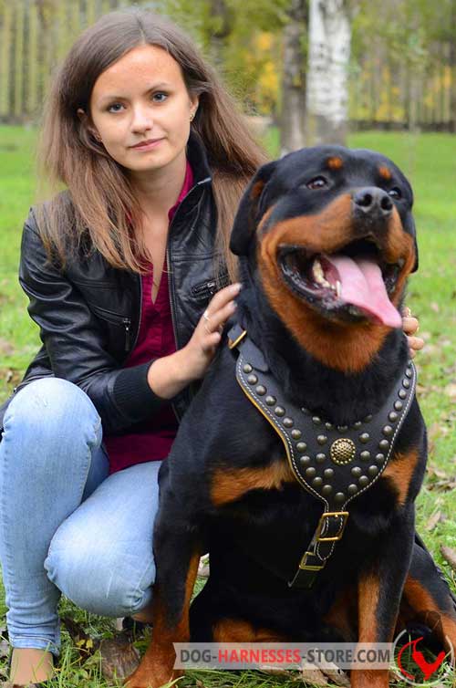 Padded on the chest Rottweiler leather harness 