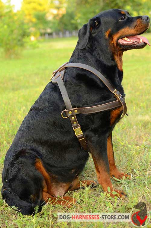 Tracking Rottweiler harness with quick release buckle