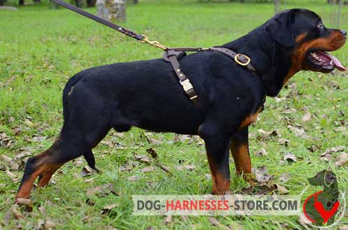 Leather Rottweiler harness with quick release buckle