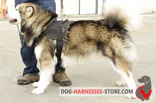 Siberian Husky nylon harness for walking