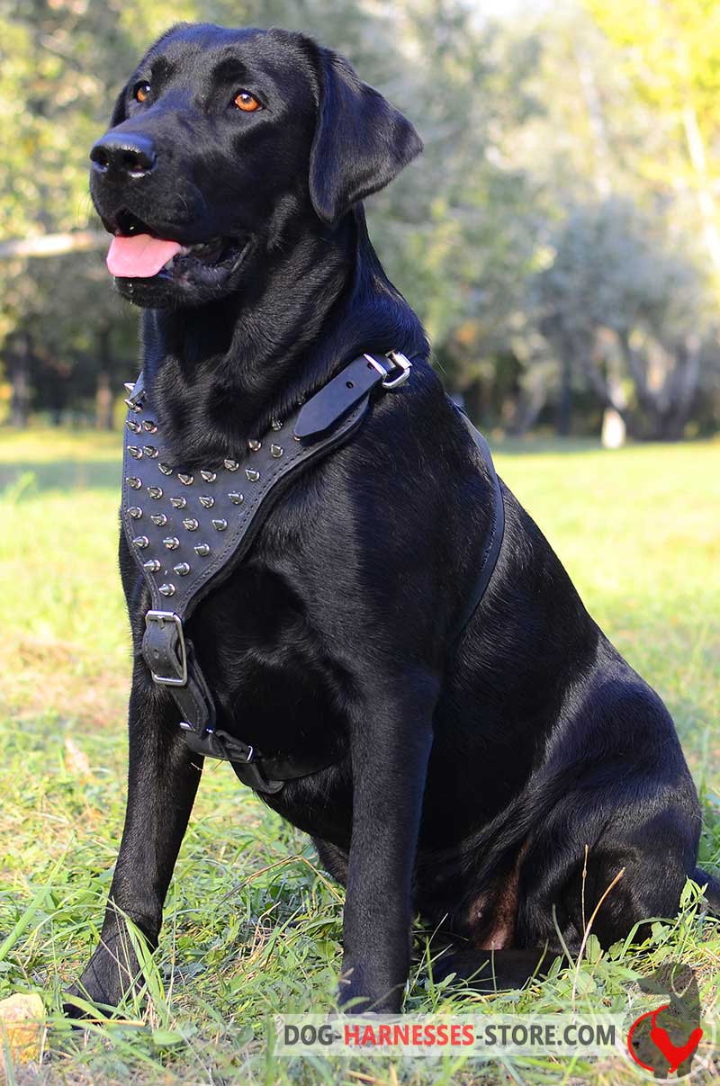 labrador harness retriever leather dog spiked harnesses chest doberman shepherd german walking spikes plate pinscher breed comfortable training pulling