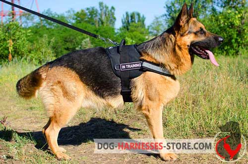 German Shepherd harness for walking