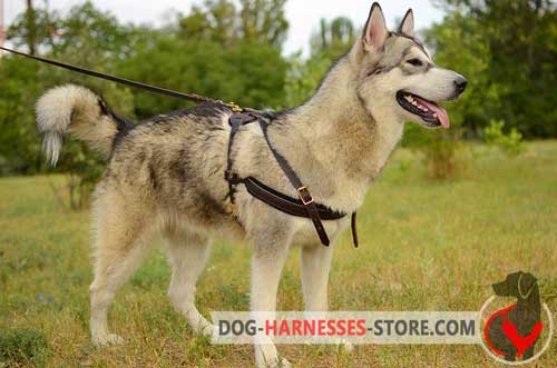 Leather Malamute Harness for Pulling and Tracking