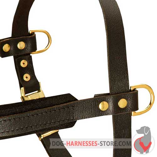 Training leather dog harness with riveted details