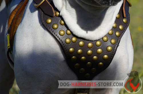 Wide Leather Dog Harness with Studs