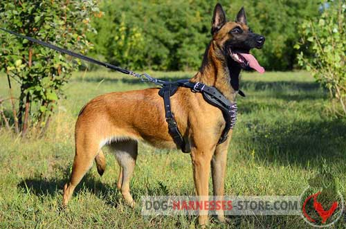 Walking Leather Belgian Malinois Harness with Spikes 